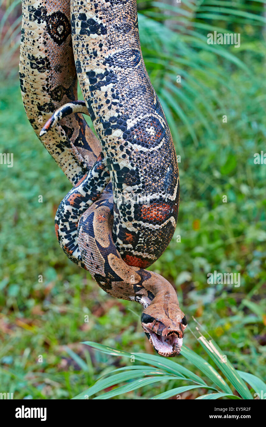 Portrait of Boa constrictor Amazon river basin Brazil Stock Photo Alamy