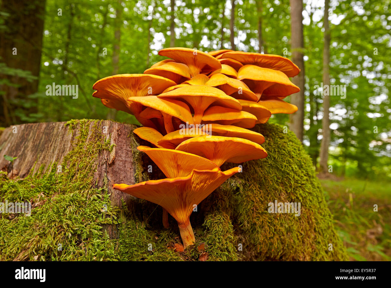 Jack-o'-lantern mushroom on stump undergrowth - France Stock Photo