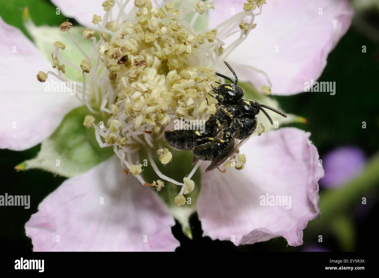 Plasterer Bees mating on flower Northern Vosges France Stock Photo