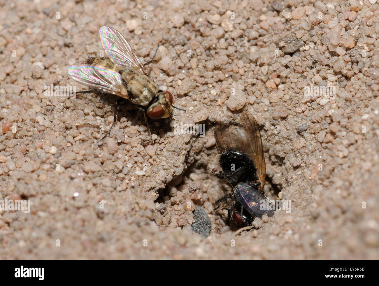 Digger wasp and fly parasite in ambush - Northern Vosges Stock Photo