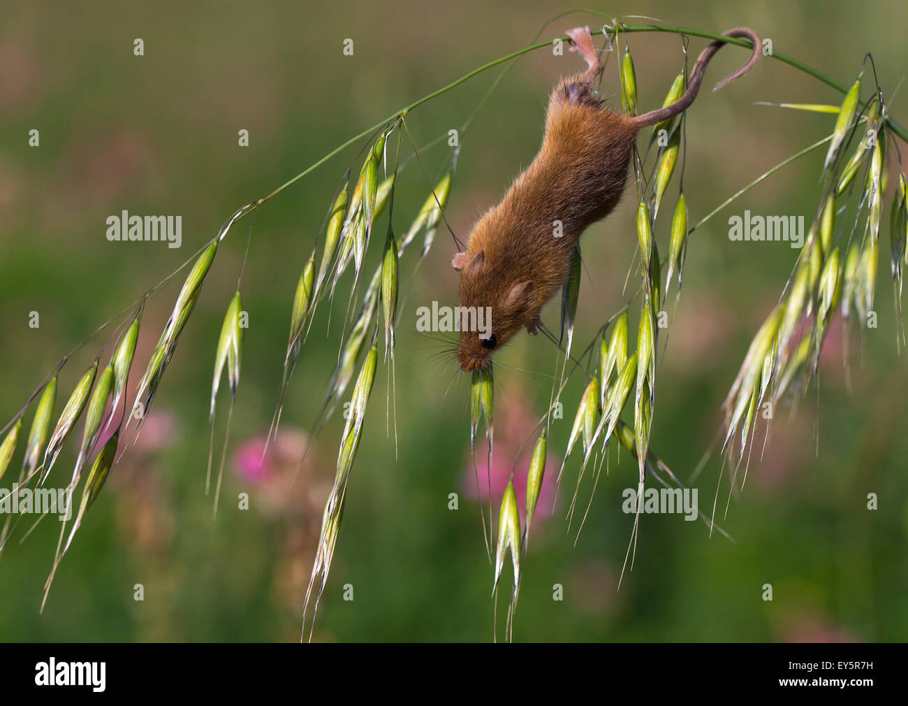 Harvest Mouse on wild oats in summer GB Stock Photo Alamy