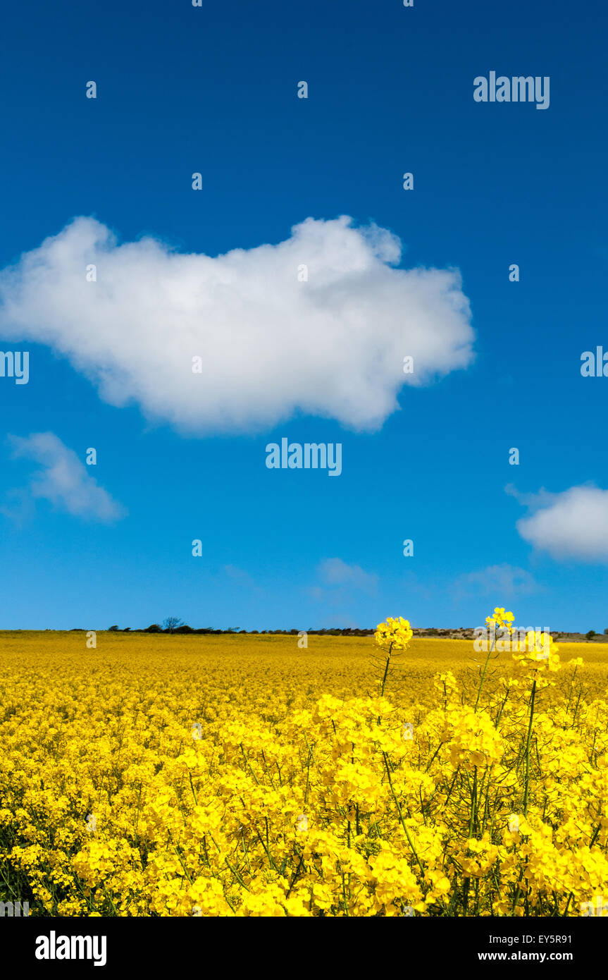 Turnip field in bloom Stock Photo Alamy