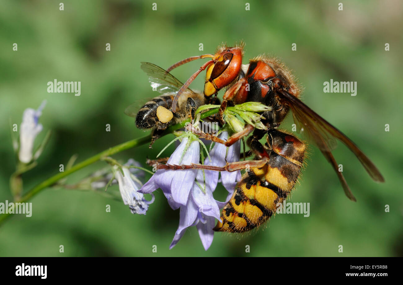 Hornet queen capturing a Honeybee - Northern Vosges Stock Photo