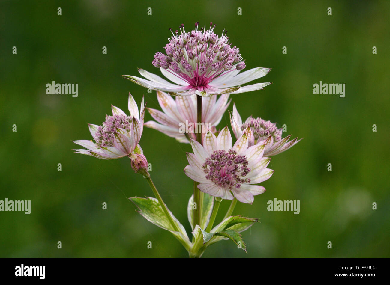 Great masterwort flowers - Plan de Tuéda Alpes France Elevation: 1800 m Stock Photo