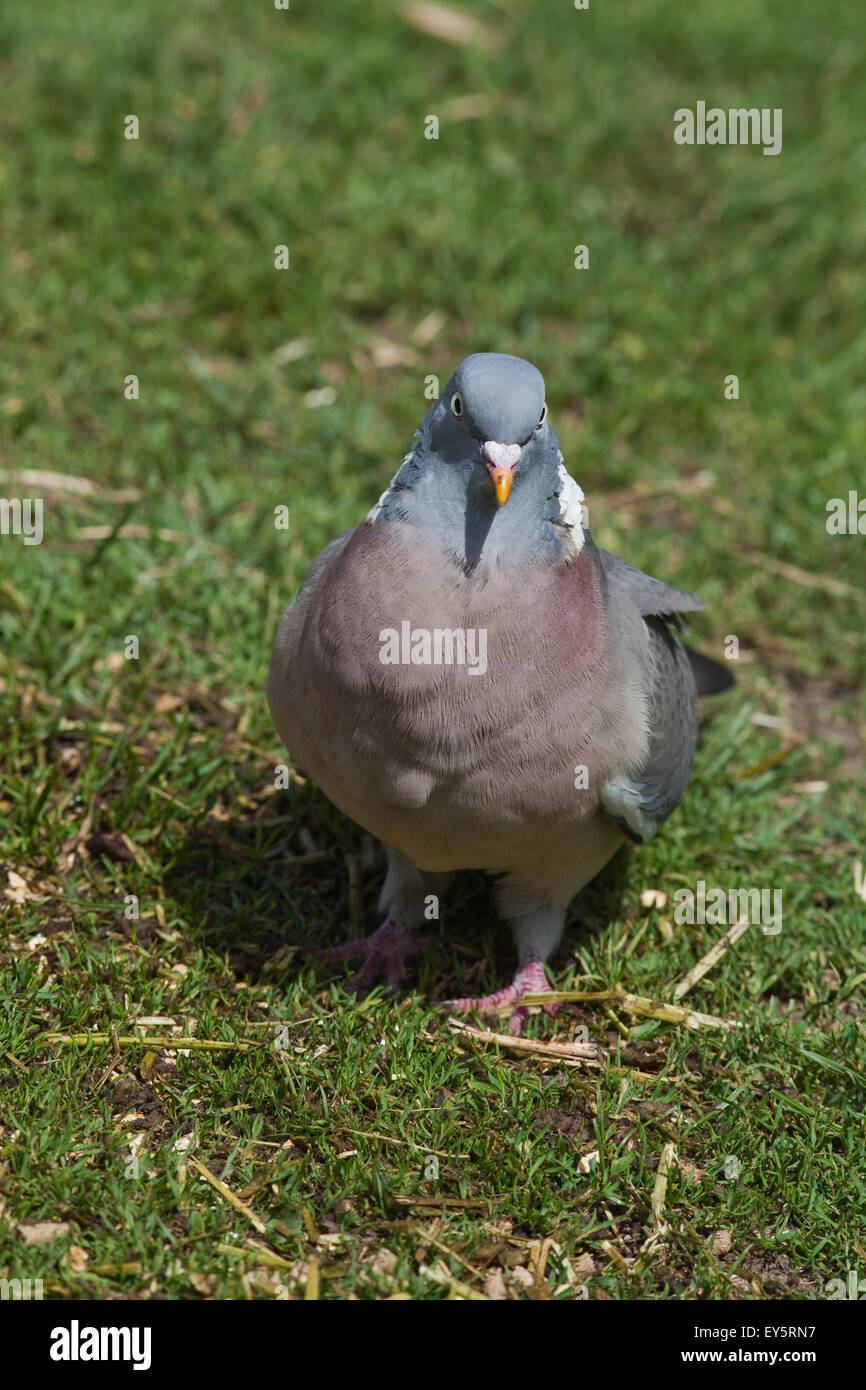 Woodpigeon (Columba palumbus). On the ground foraging amongst grass pasture. Stock Photo
