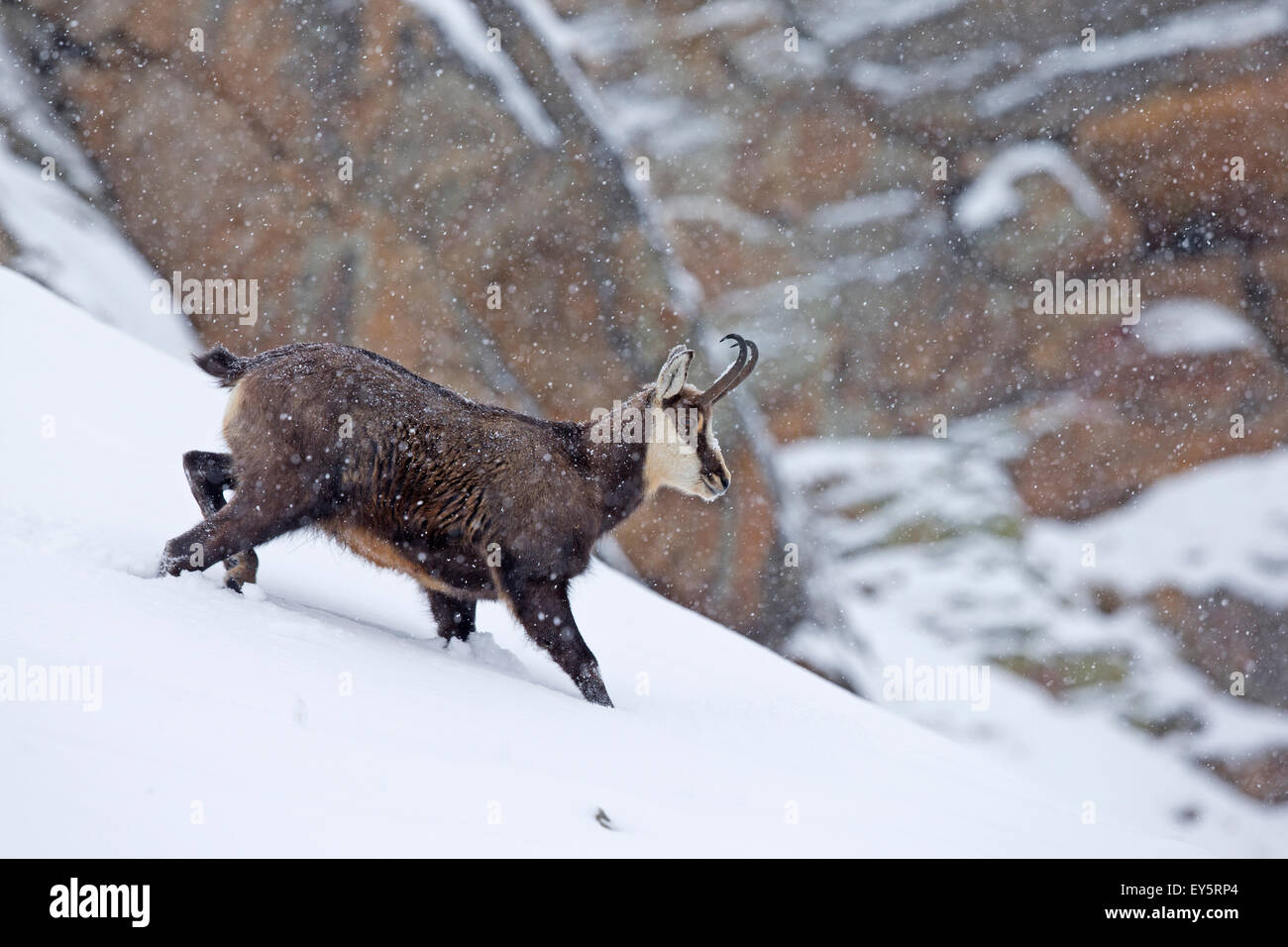 Chamois walking in the snow Gran Paradiso Alps Italy Stock Photo Alamy