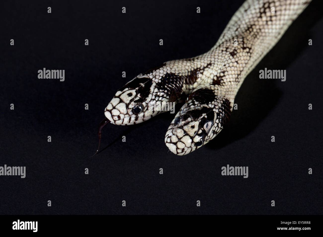 Two-headed California king snake on black background Stock Photo