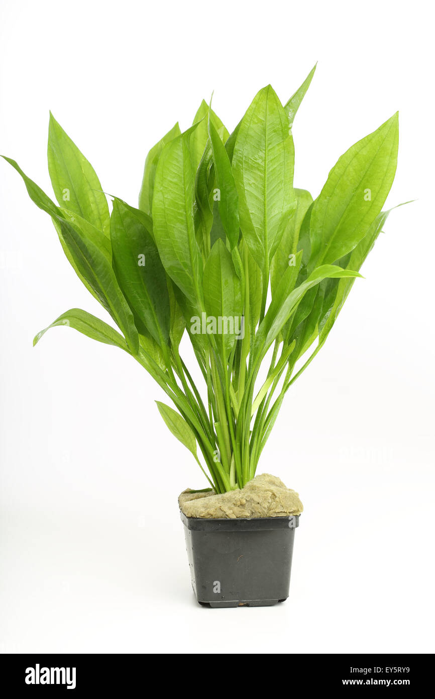Grisebach' sword plant 'Bleherae' pot on white background Stock Photo