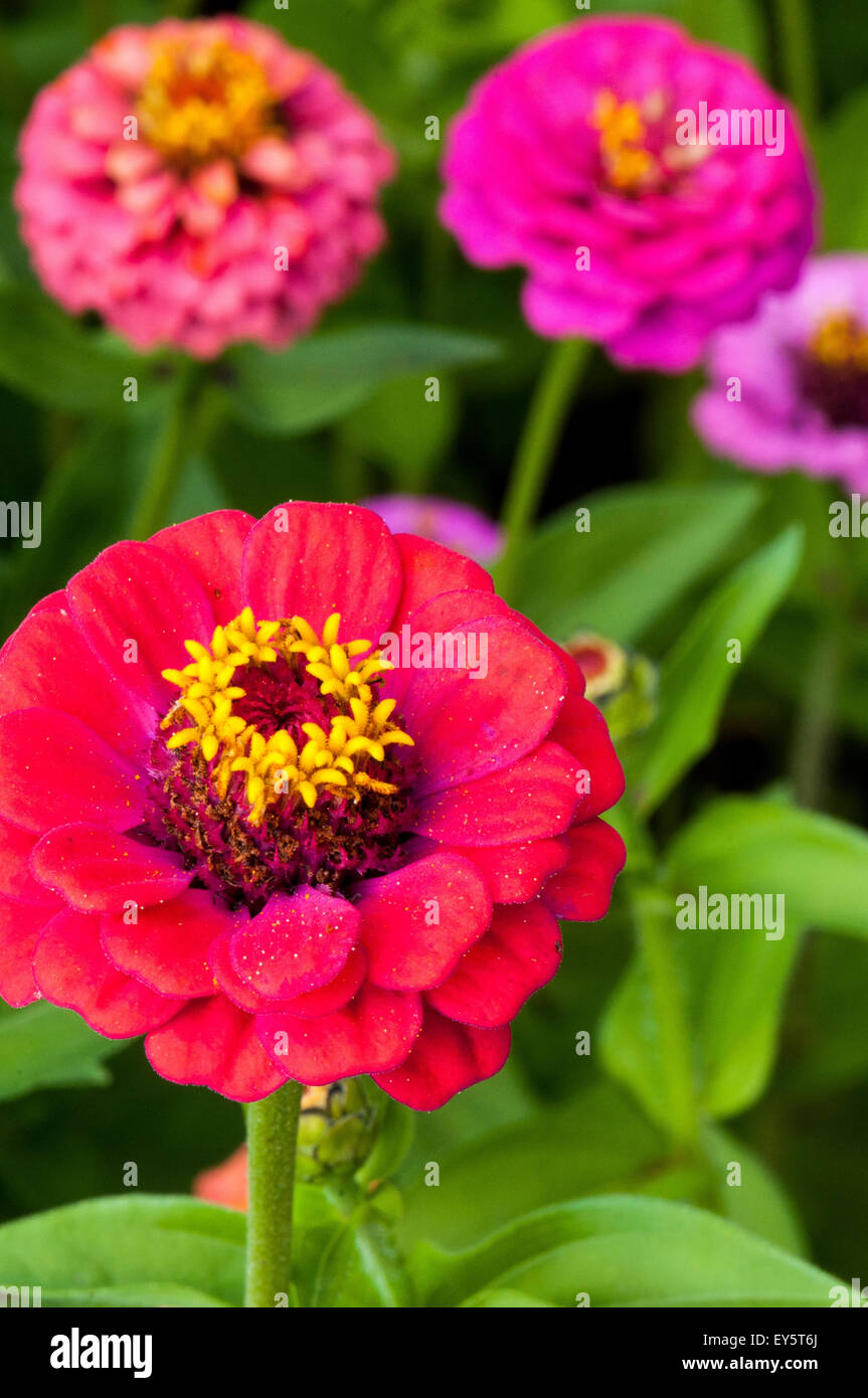 Zinnias in bloom in a garden Stock Photo Alamy