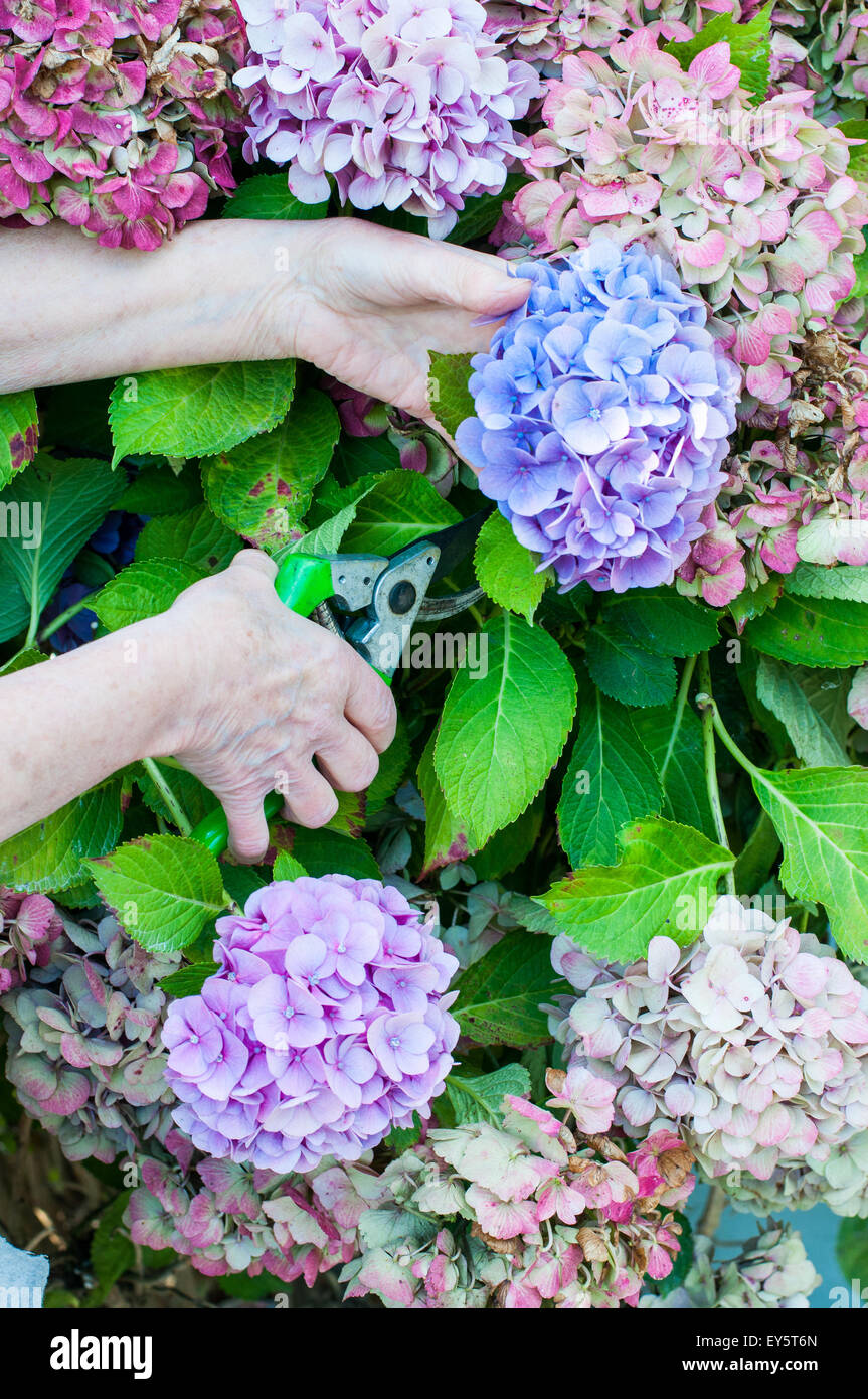 Магниевый хлороз гортензии. Посадка гортензии весной. Что поставить с гортензией. Купили гортензию что делать. Пятнистость гортензии крупнолистной.