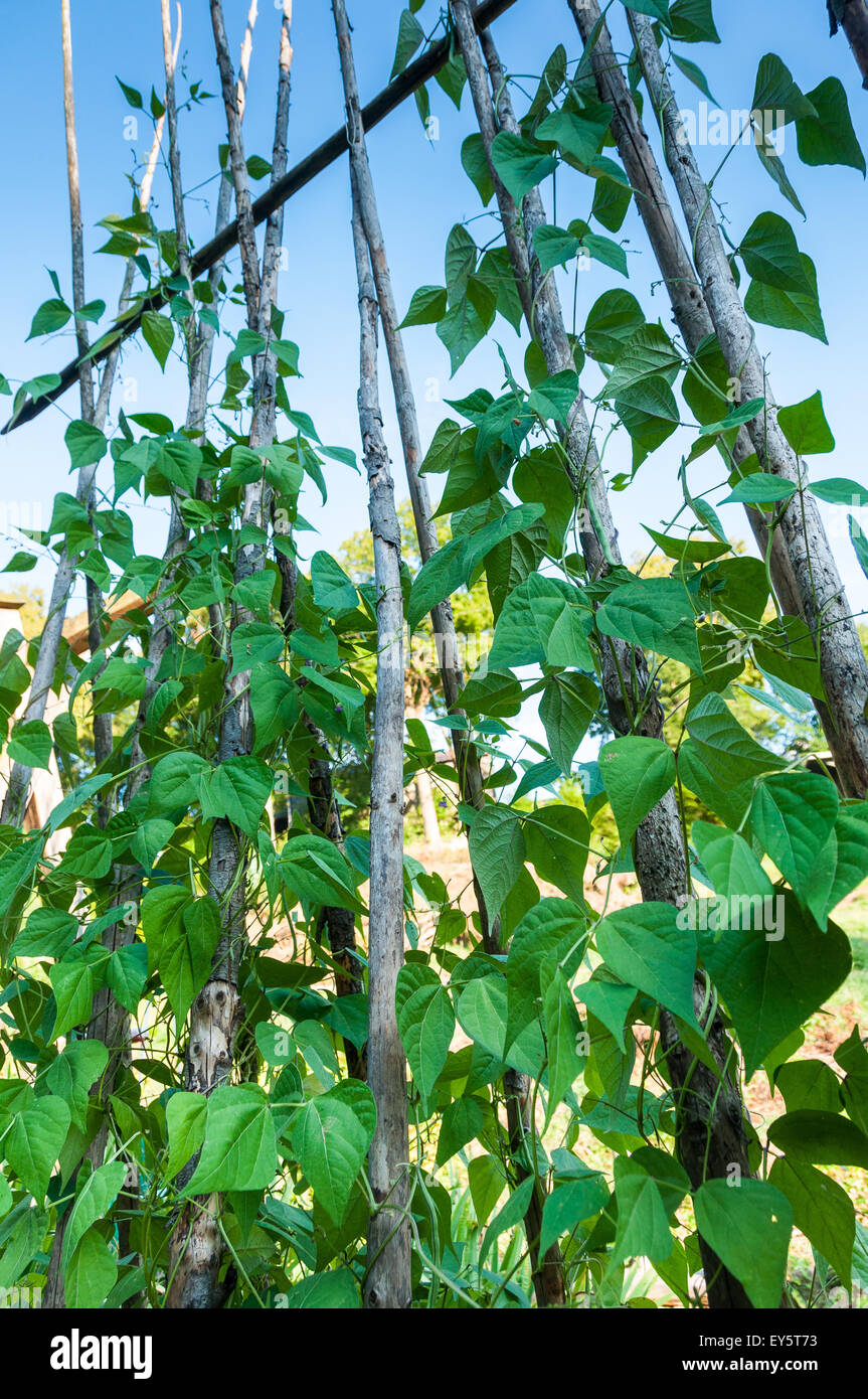 Climbing Beans High Resolution Stock Photography and Images Alamy