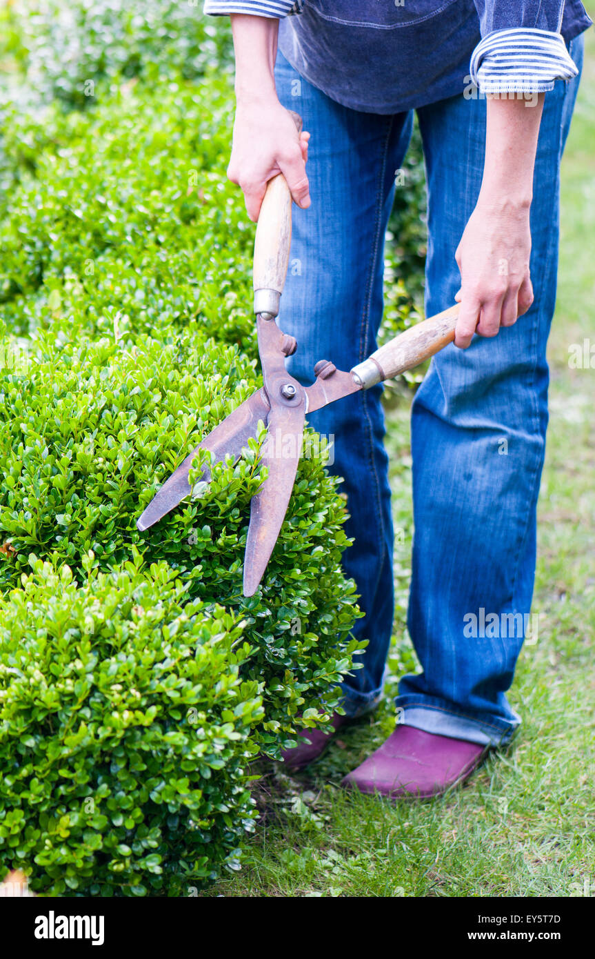 Pruning of box hedge in a garden with shear pairs Stock Photo