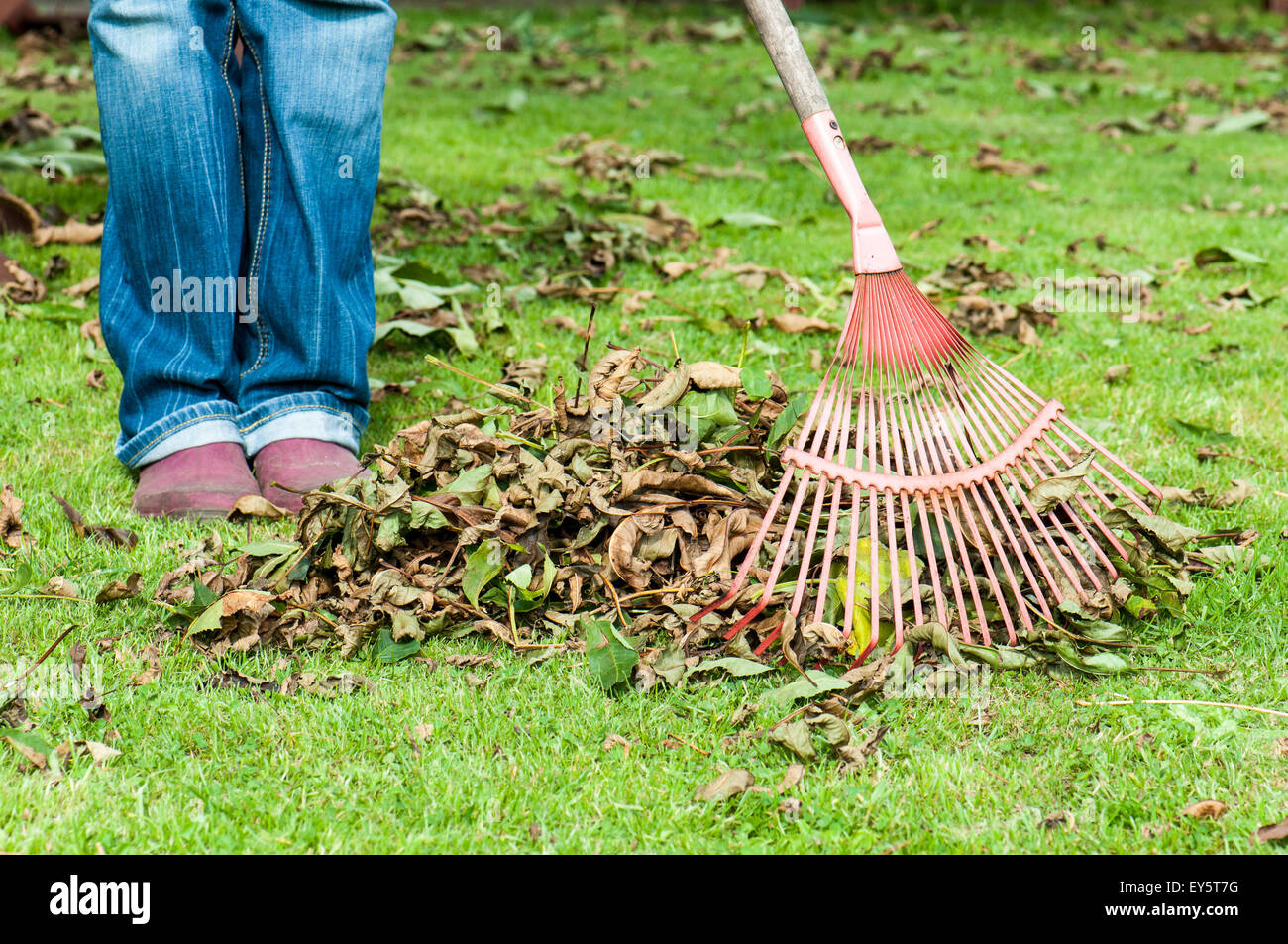 Raking of dead leaves in a garden lawn Stock Photo Alamy