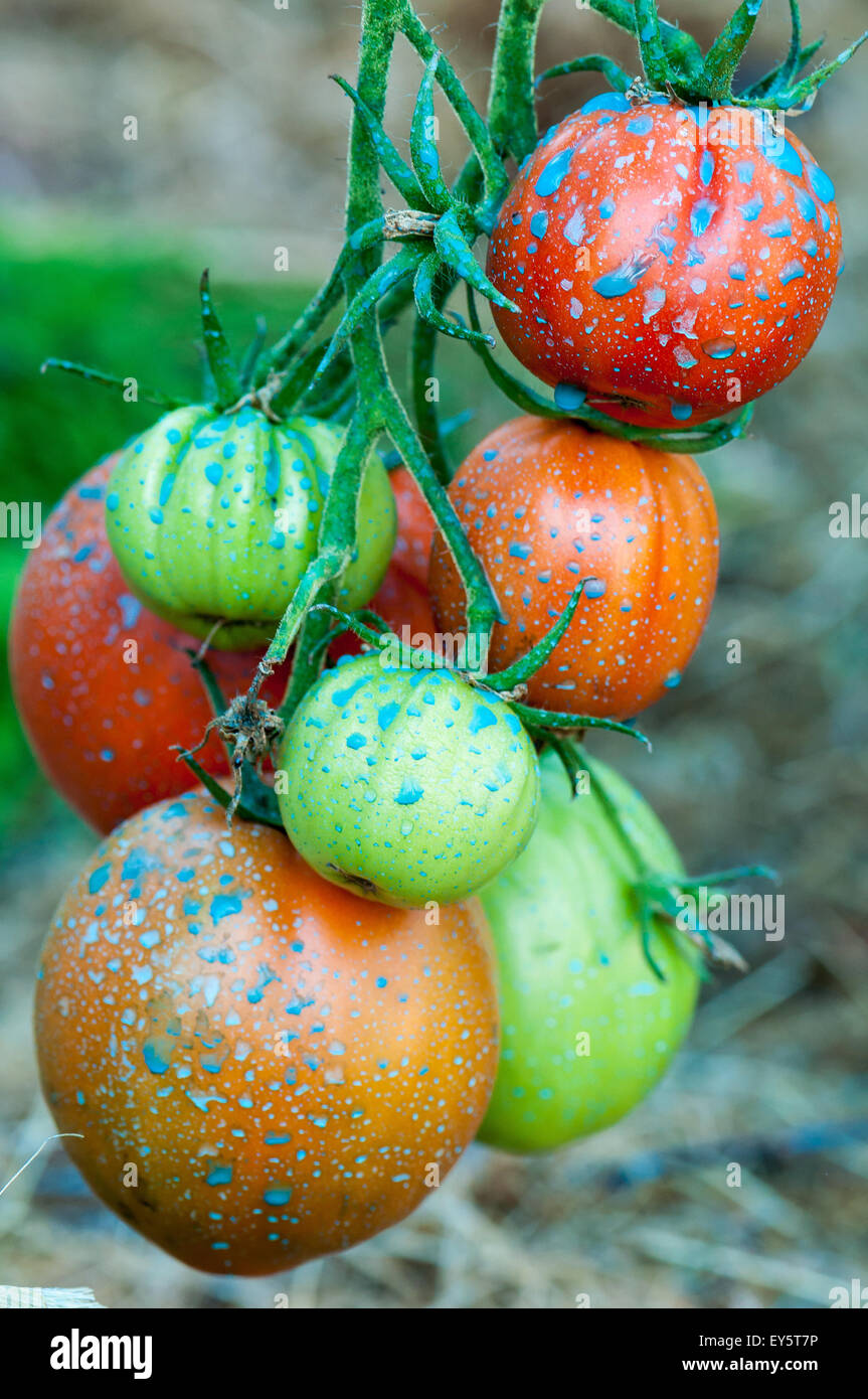 Tomatoes 'Coeur de boeuf' treated with Bordeaux mixture Stock Photo