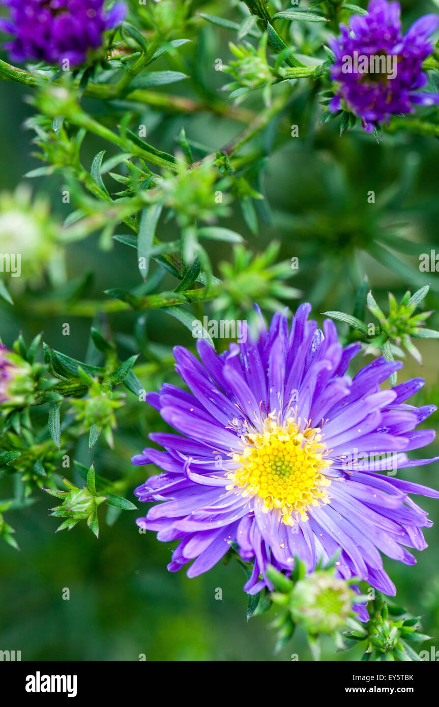 Michaelmas daisy in bloom in a garden Stock Photo Alamy