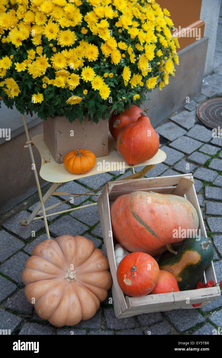 Chrysanthemum and squashes as Halloween decoration Stock Photo
