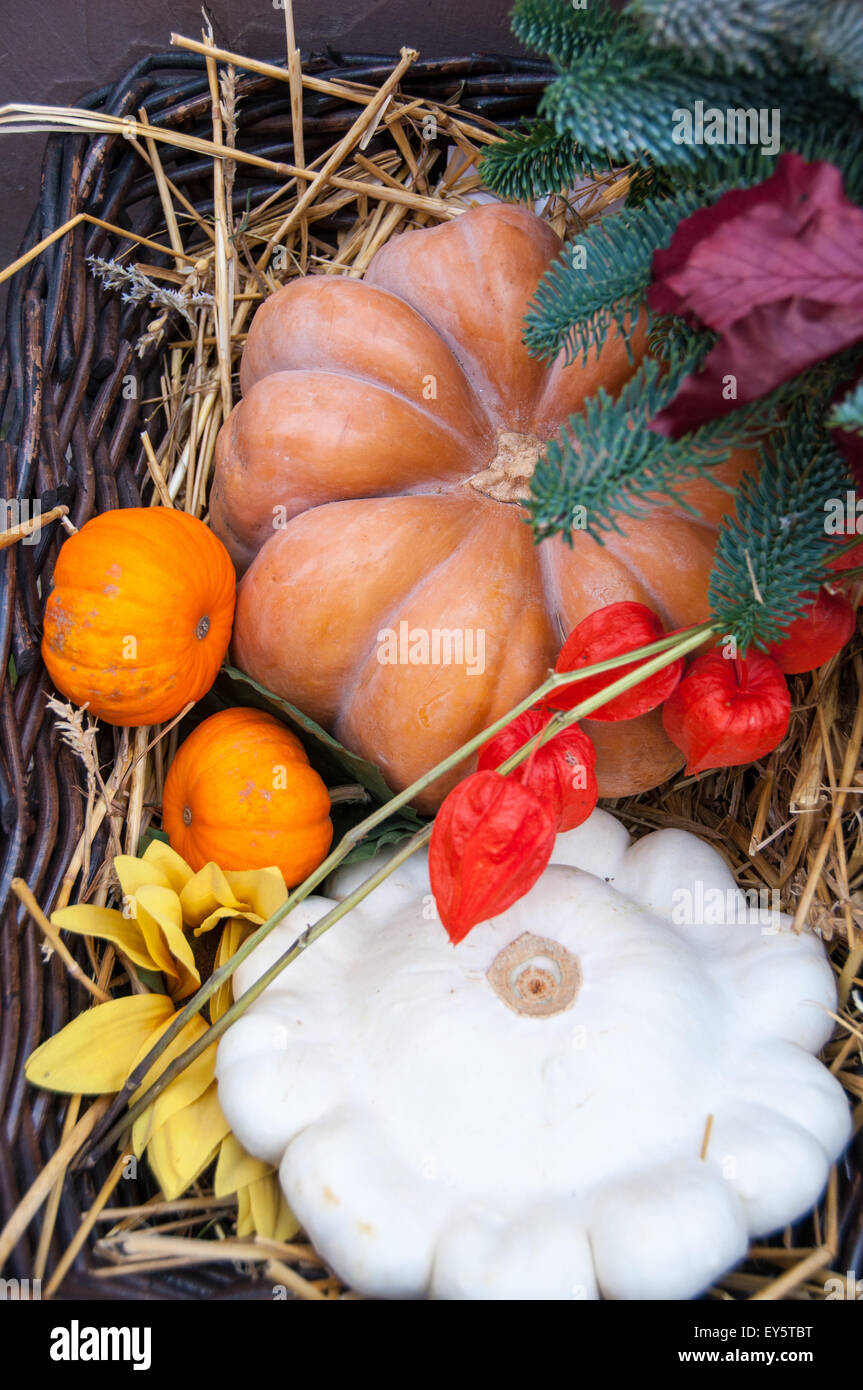 Basket of squashes for Halloween decoration Stock Photo