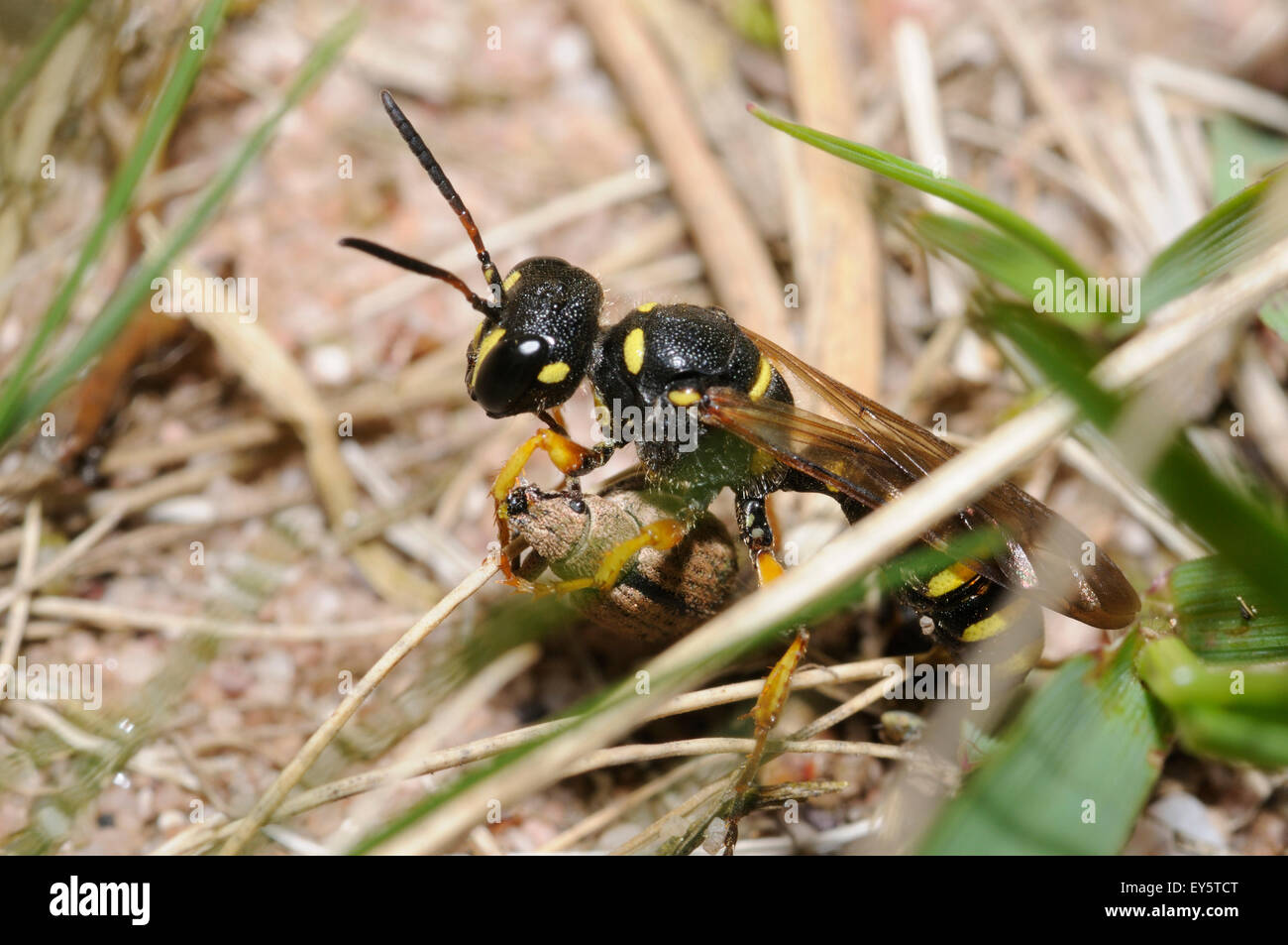 Solitary digger wasp catching Weevil - Northern Vosges Stock Photo