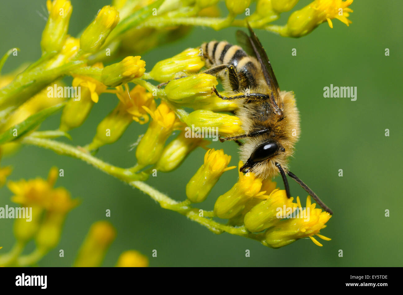 Davies' Colletes on Canada Goldenrod - Northern Vosges Stock Photo