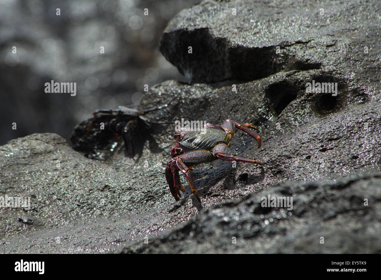 Atlantic Rock Crab ,Grapsus adscensionis on wet rocks Stock Photo