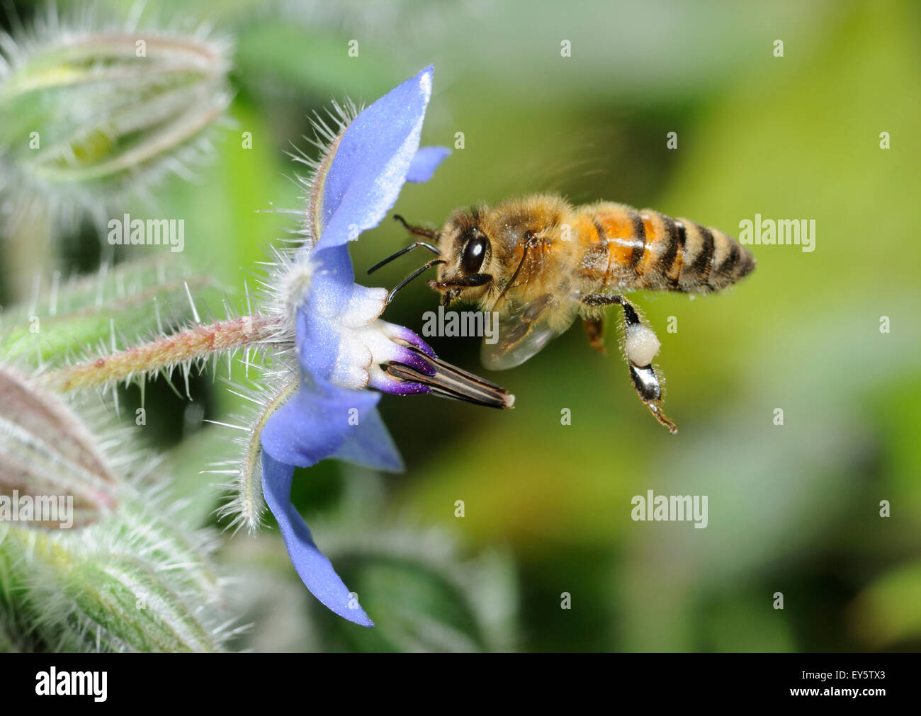 Honey bee on flower Borage - Northern Vosges France Stock Photo
