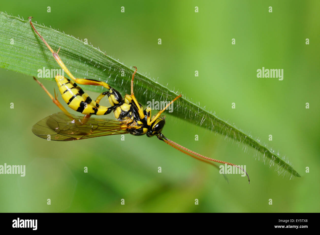 Parasitic wasp on leaf - Northern Vosges France Stock Photo - Alamy