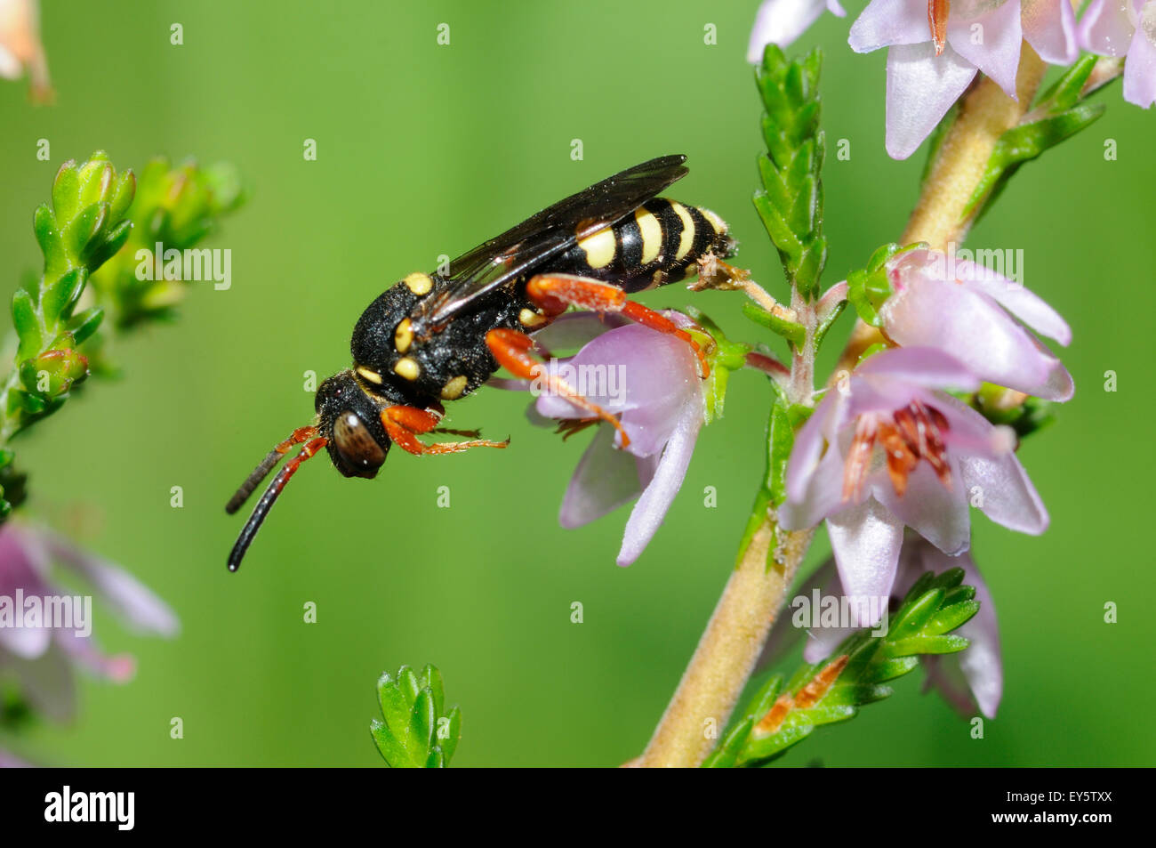 Nomad bee on Heather flowers - Northern Vosges France Stock Photo