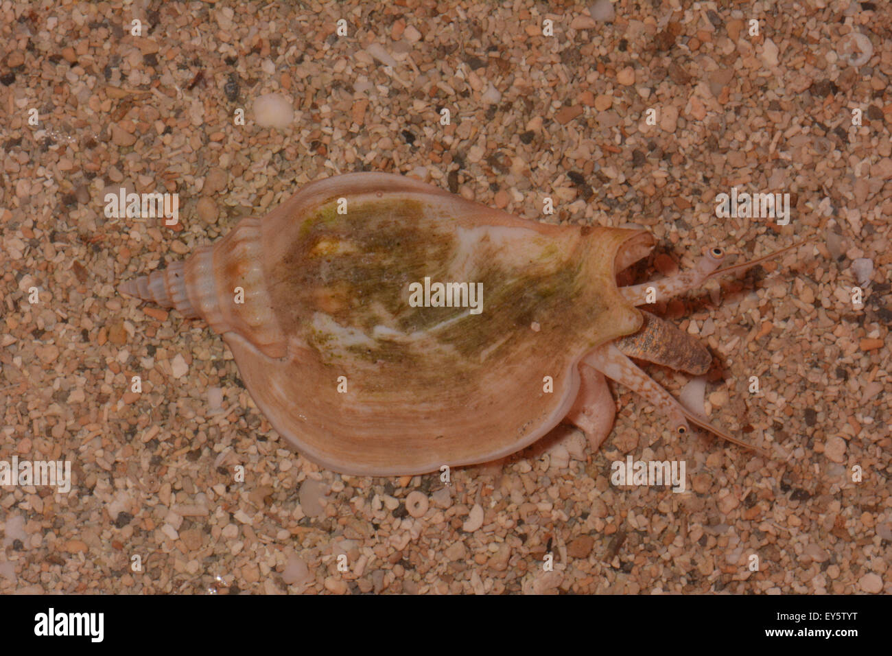 Swan Conch on sand - New Caledonia Stock Photo - Alamy