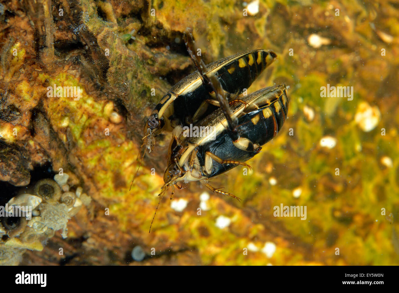 Diving Beetles mating in a pool Prairie Fouzon France Stock Photo Alamy