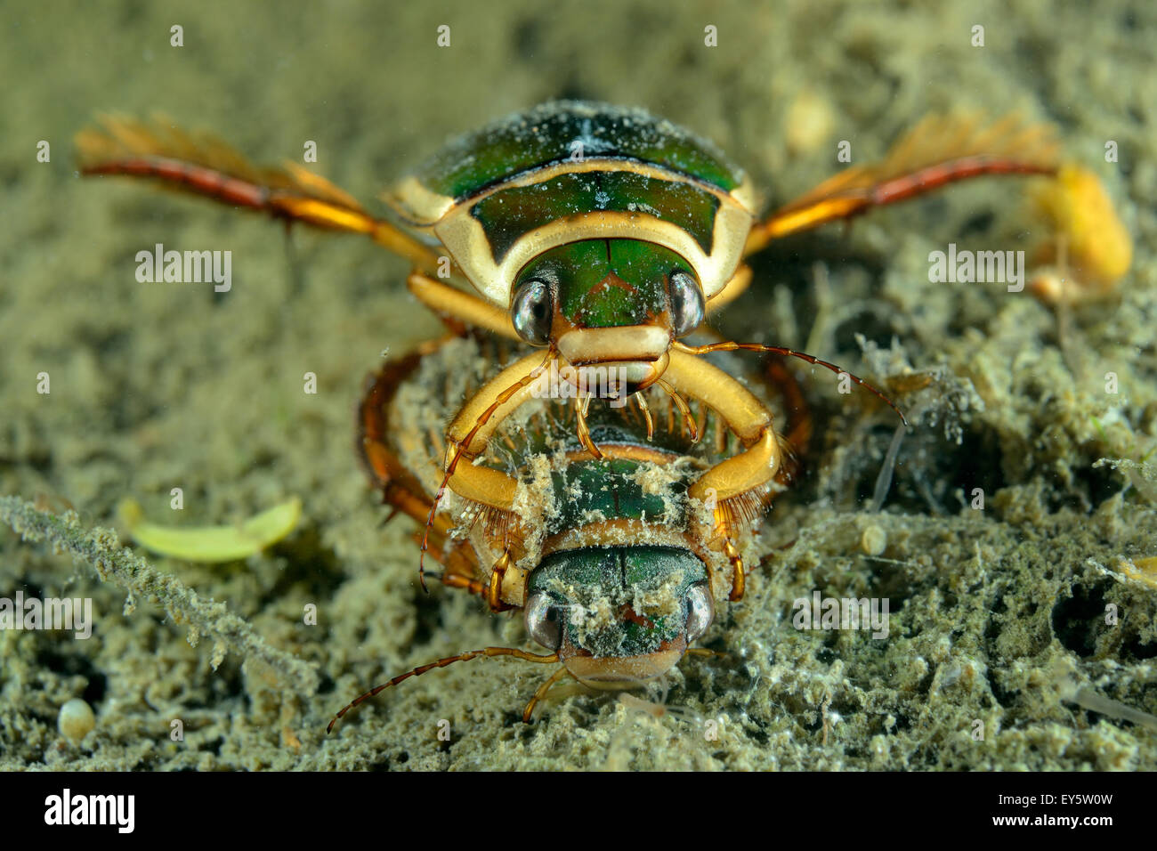 Great Diving Beetle mating in a pool Prairie Fouzon France Stock Photo Alamy
