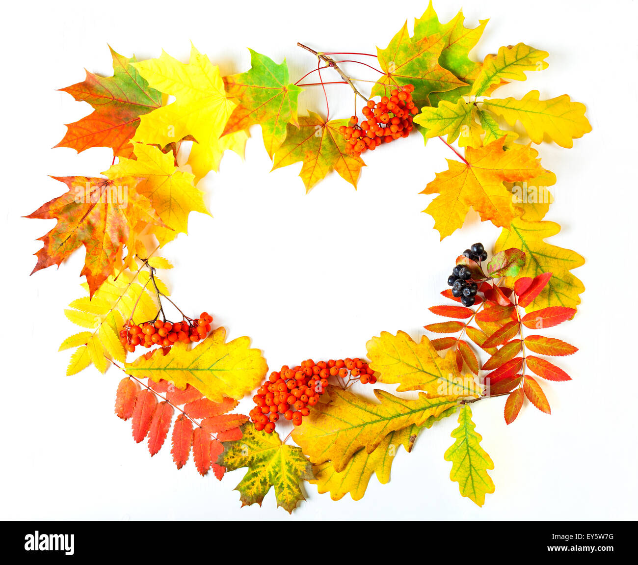 autumn leaves on a white background Stock Photo - Alamy