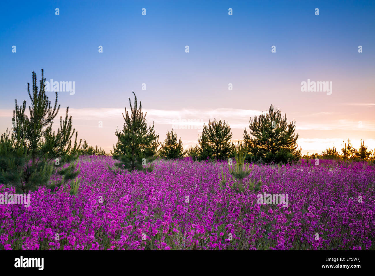 summer landscape with the blossoming meadow, sunrise Stock Photo - Alamy