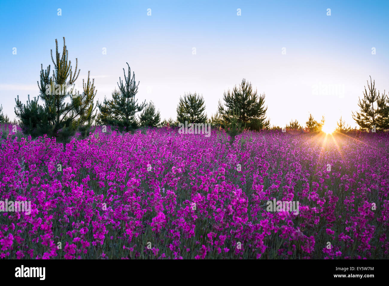 summer landscape with the blossoming meadow, sunrise Stock Photo Alamy