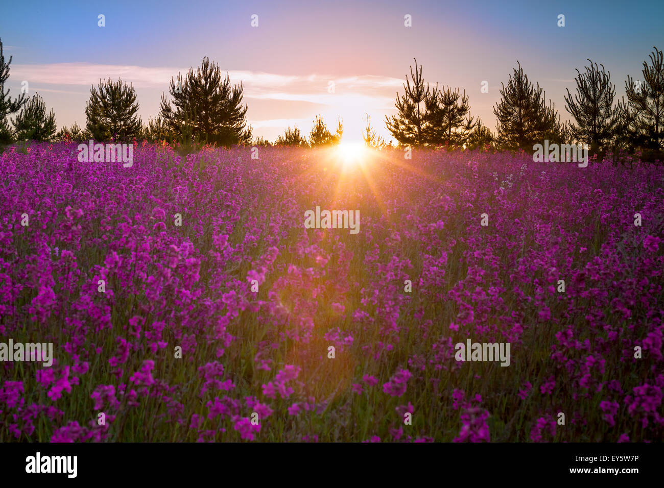 summer landscape with the blossoming meadow, sunrise Stock Photo Alamy