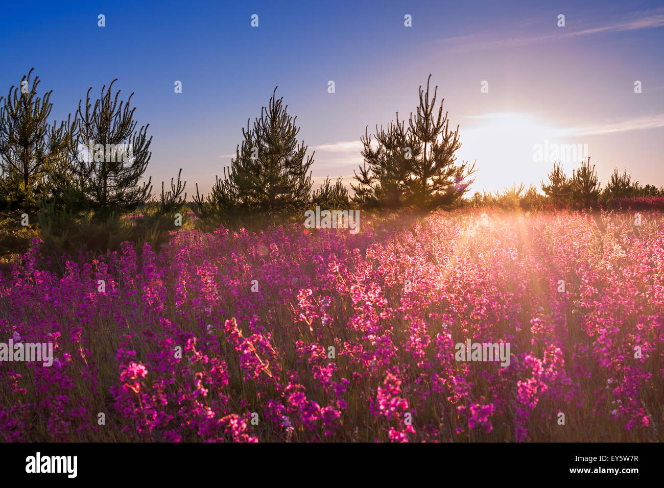 summer landscape with the blossoming meadow, sunrise Stock Photo - Alamy