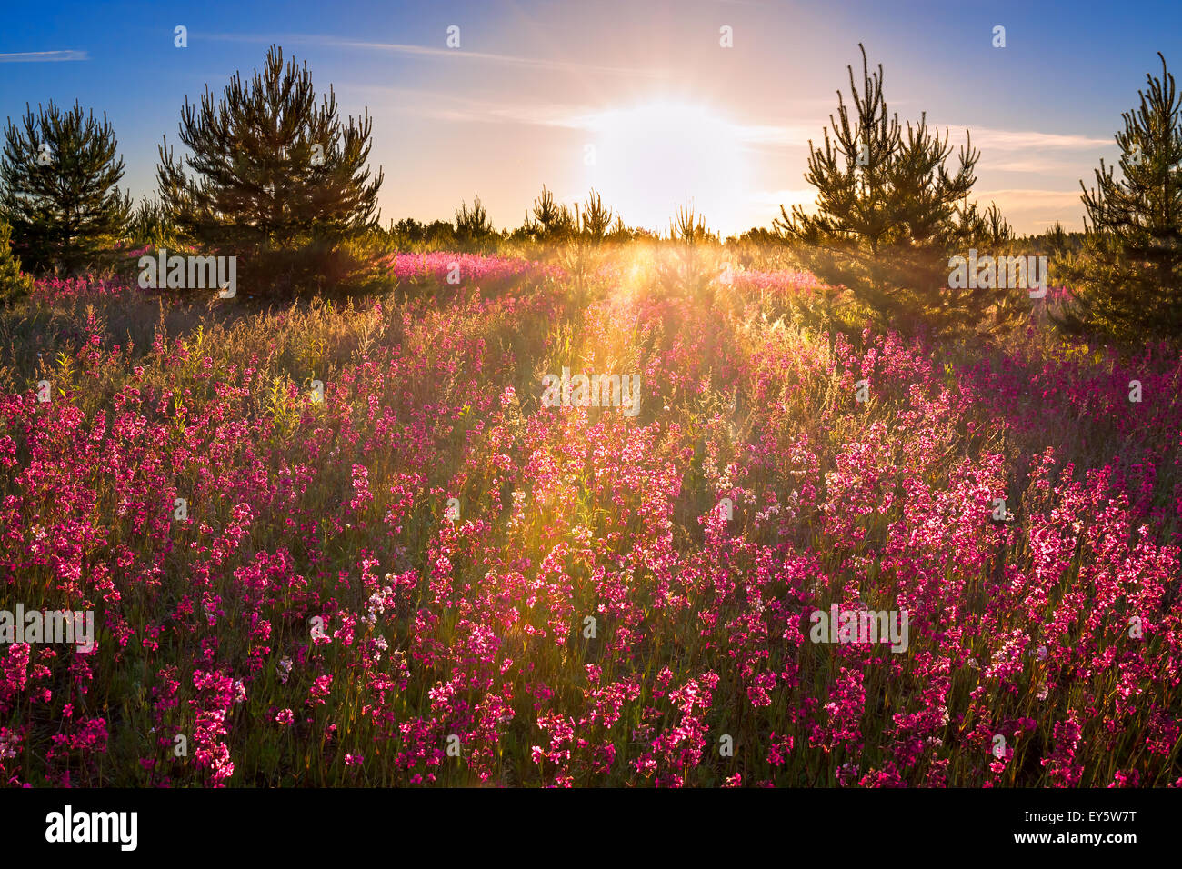 Wildflower summer meadow sunset hi-res stock photography and images - Alamy