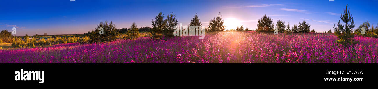 beautiful summer landscape with the blossoming meadow, sunrise Stock ...