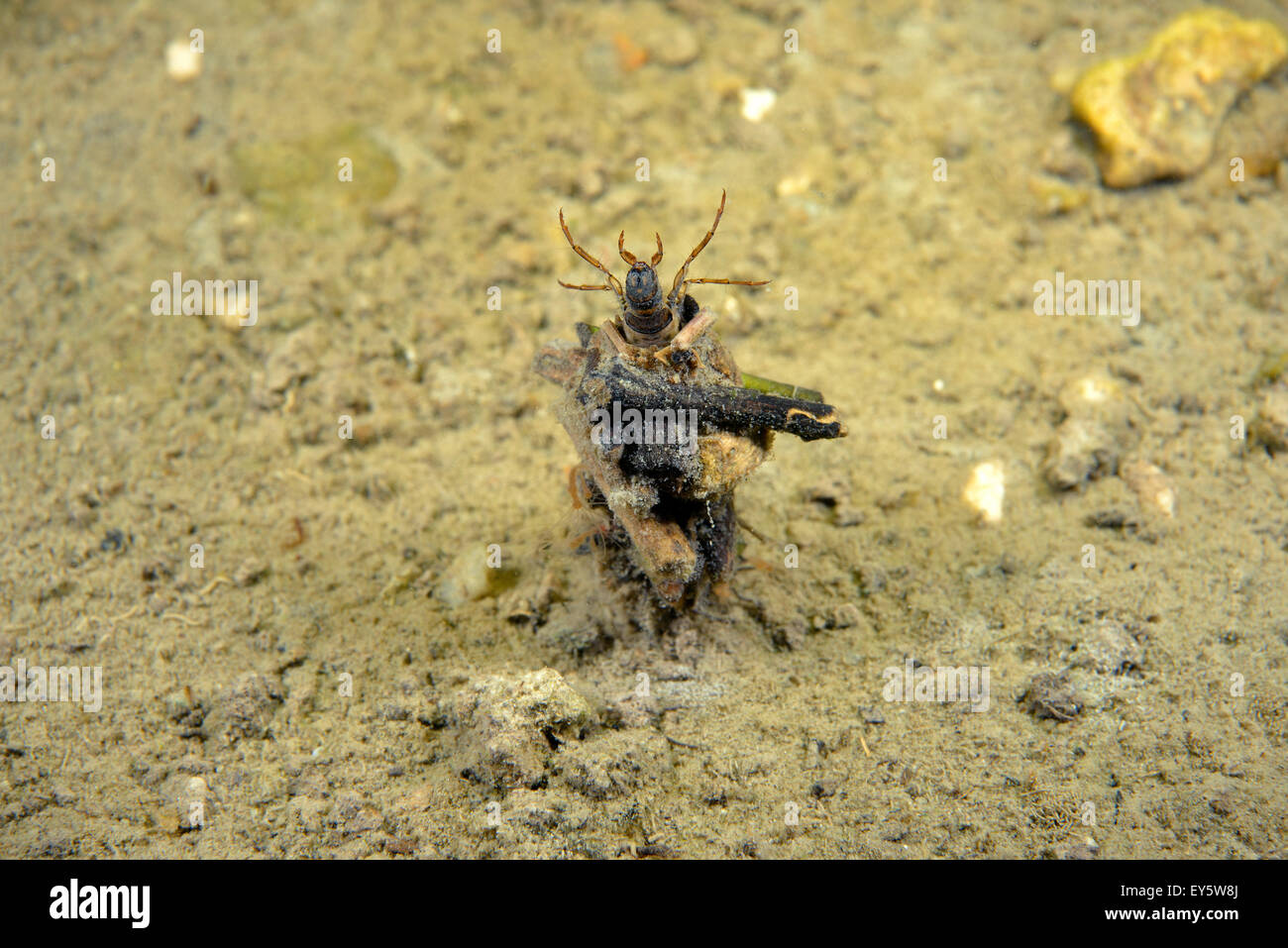 Caddisfly larva in a pond Prairie Fouzon France Stock Photo Alamy