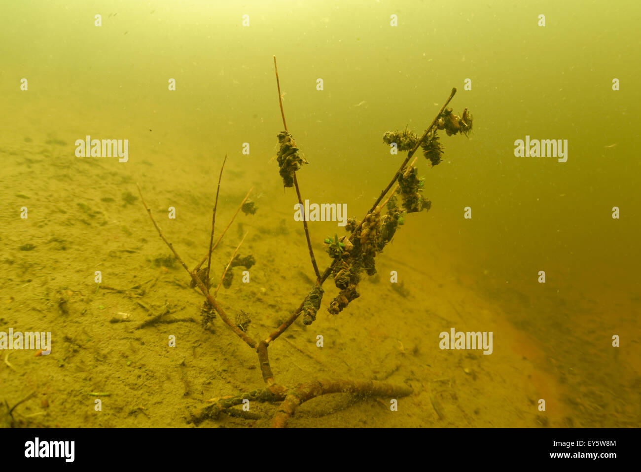 Caddisfly larvae in a pond Prairie Fouzon France Stock Photo Alamy