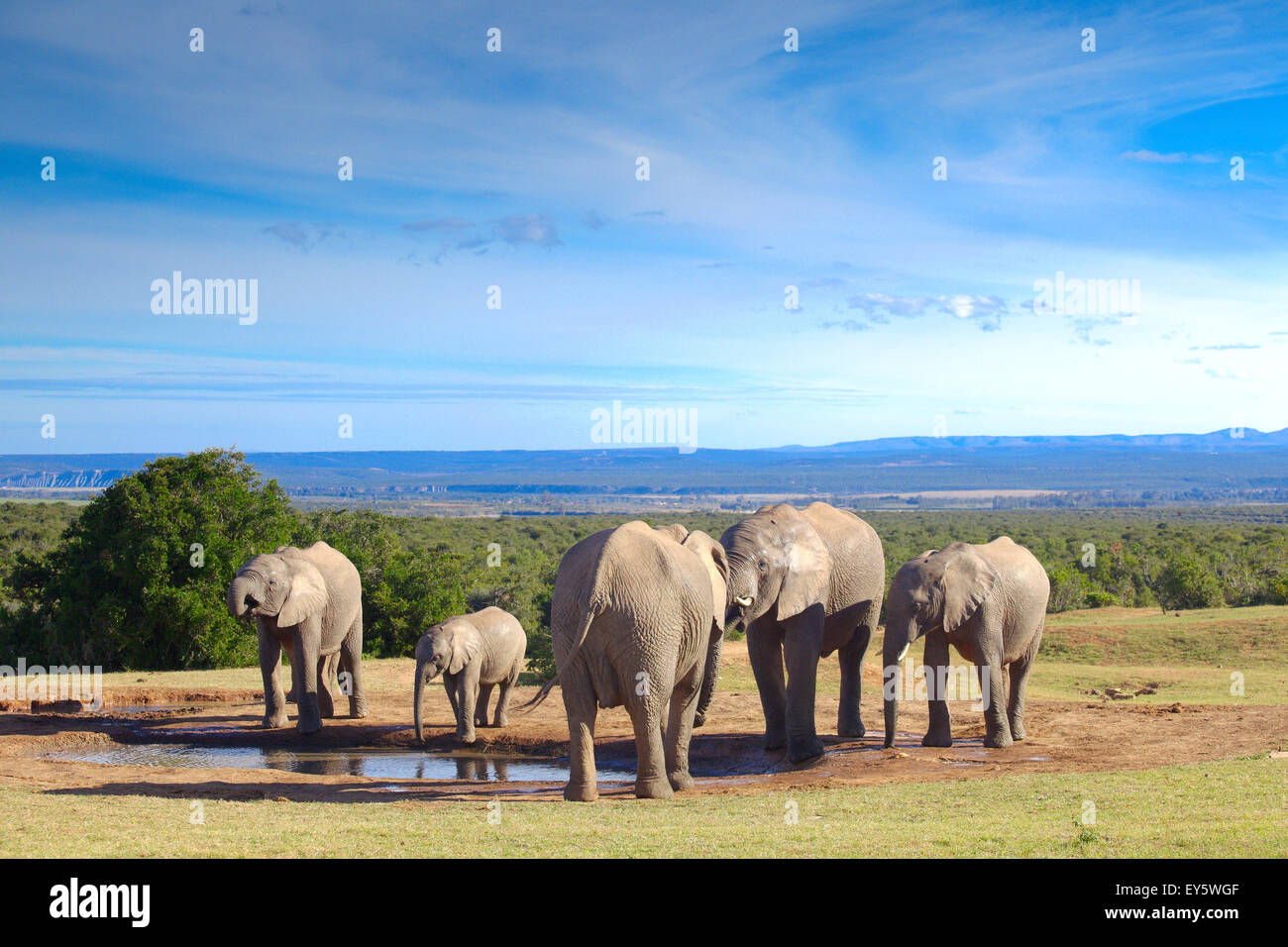 African Elephants at water - Addo Elephant NP South Africa Stock Photo