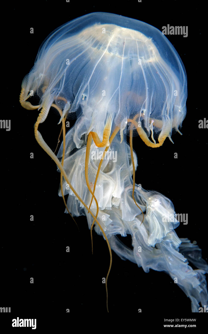 Jellyfish on black background - Alaska Pacific Ocean Stock Photo