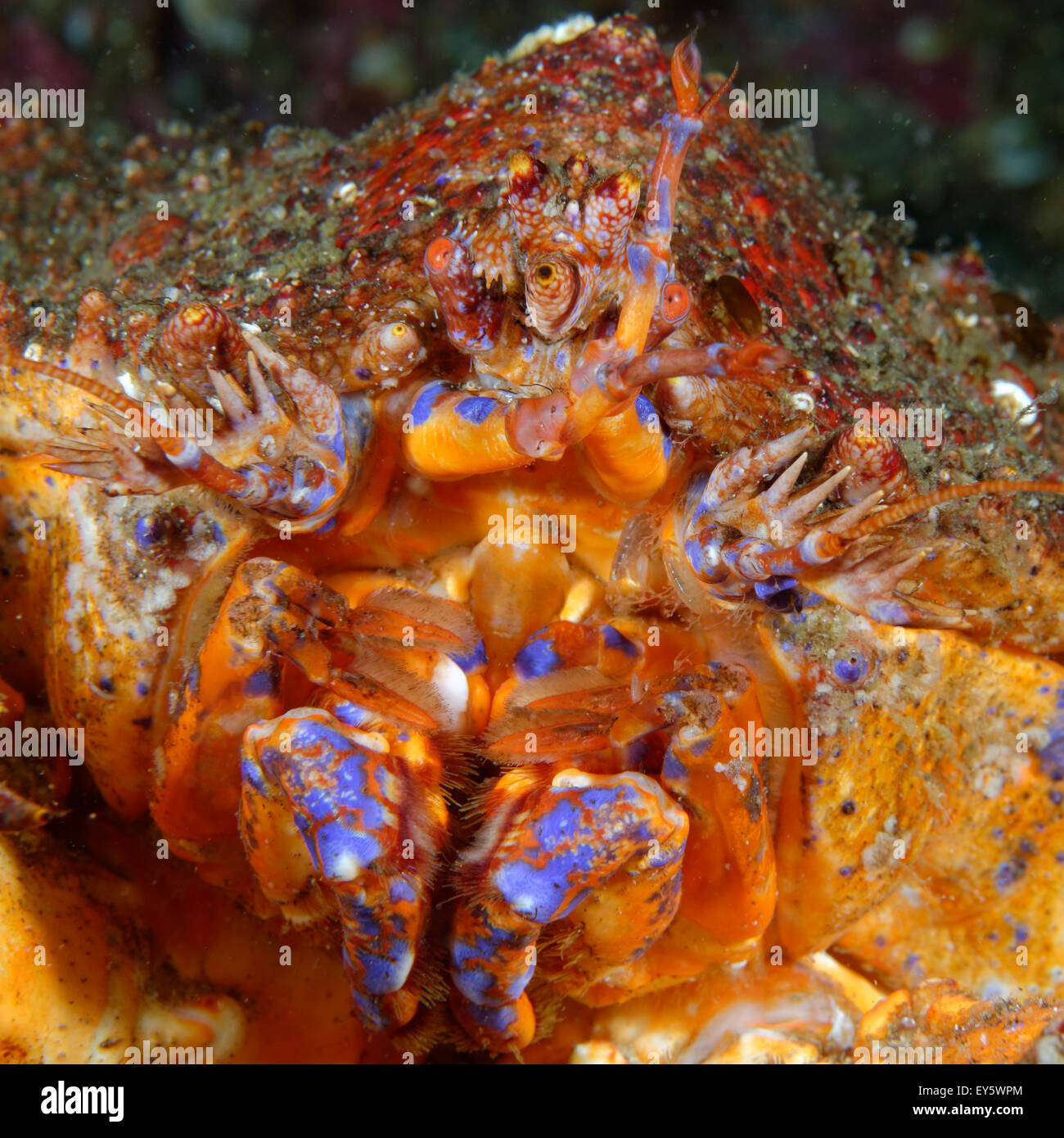 Puget Sound king crab Alaska Pacific Ocean Stock Photo Alamy