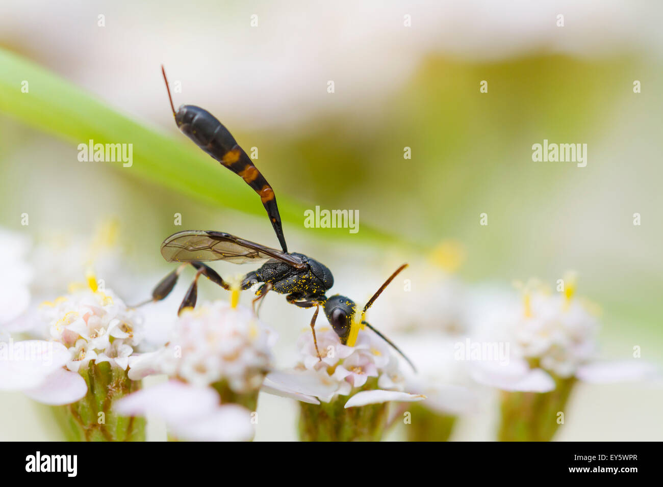 Parasitic wasp on Yarrow flowers - Alsace France Stock Photo