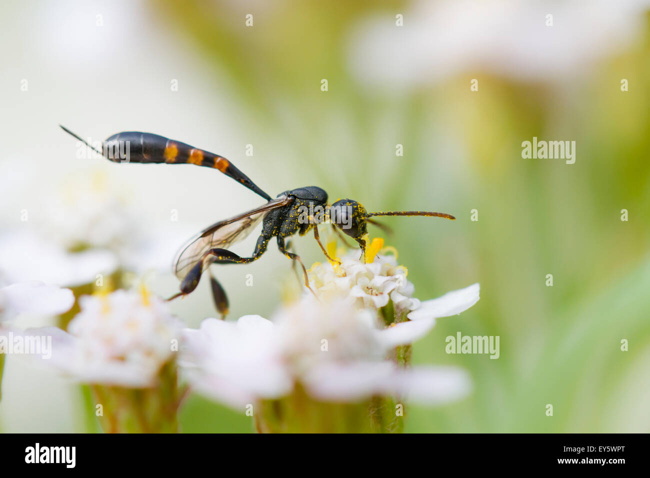 Parasitic wasp on Yarrow flowers - Alsace France Stock Photo