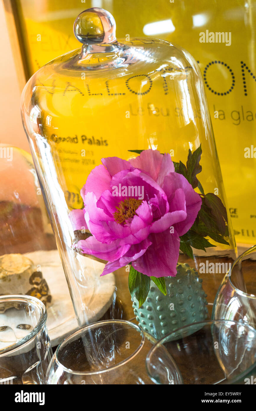 Peony flower inside a house Stock Photo Alamy