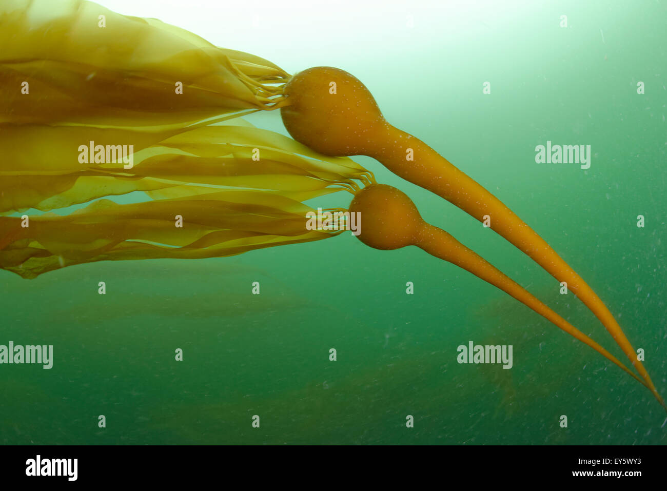 Bull Kelp High Resolution Stock Photography and Images - Alamy