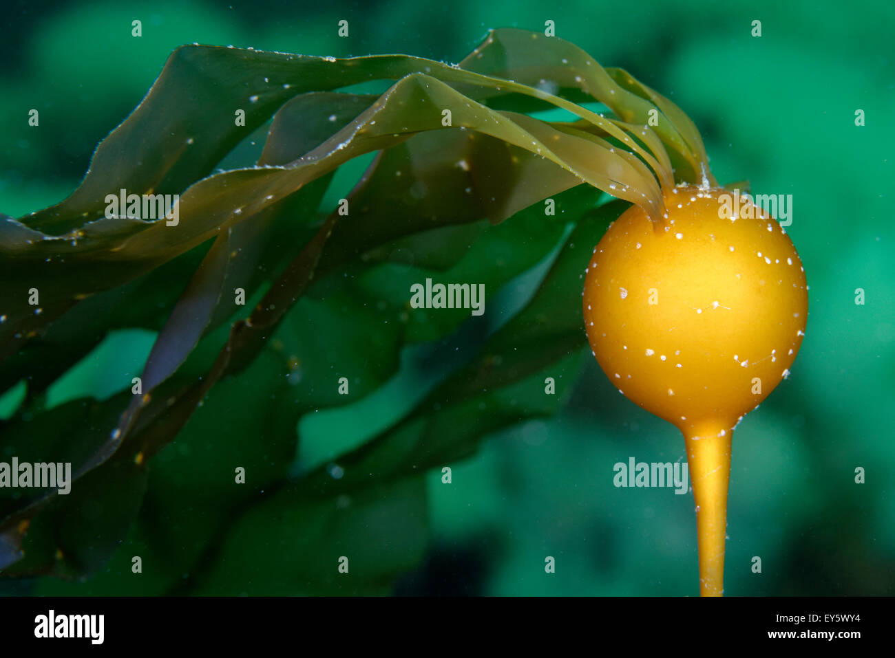 Bull kelp pneumatocyst - Alaska Pacifi Ocean gas-filled pneumatocyst ...