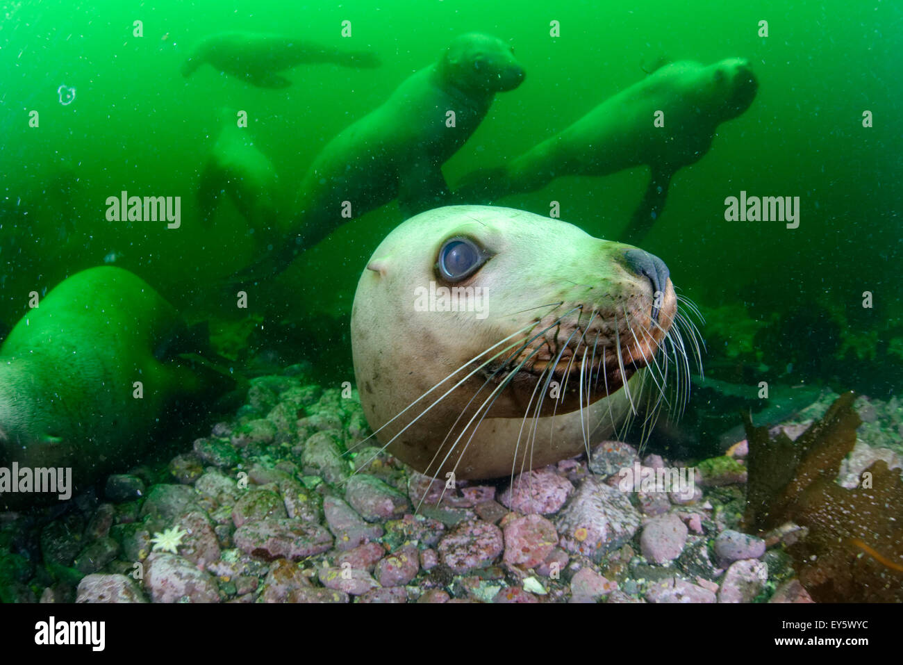 Steller sea lions underwater Kasaan bay Alaska Stock Photo Alamy