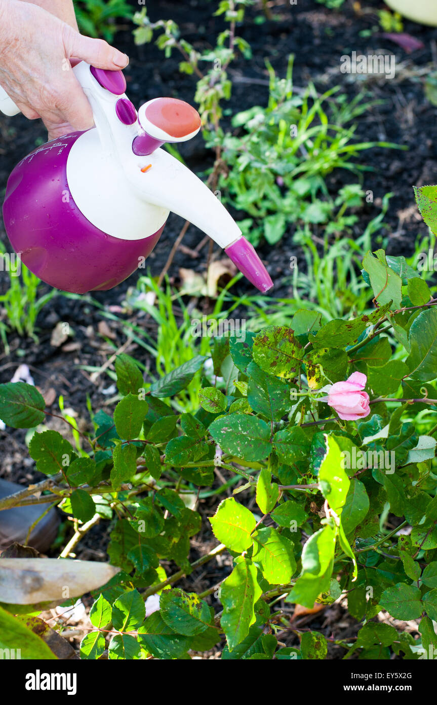 Treatment of a rose-tree with comfrey manure in a garden Stock Photo ...