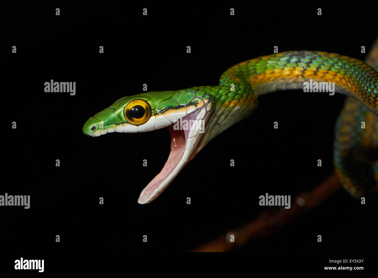Portrait of Parrot snake - Mountain Kaw French Guiana Stock Photo